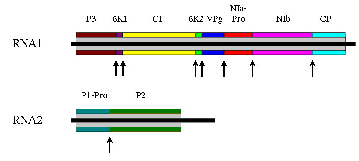 Figure 2. Bymovirus genome map